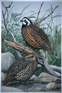 Northern Bobwhite-1
