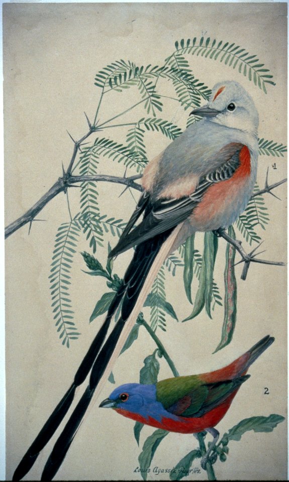 Flycatcher and Bunting illustration