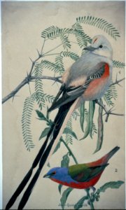 Flycatcher and Bunting illustration