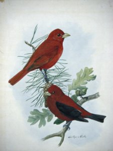 Tanagers illustration