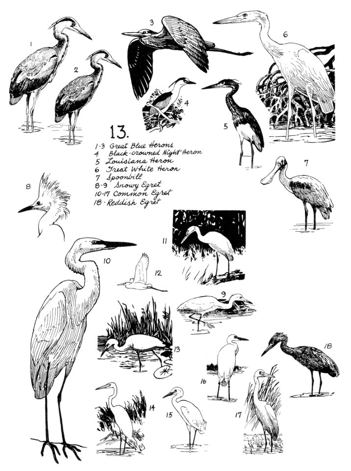 Birds 13
