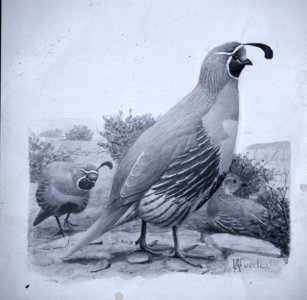 Gambels Quail