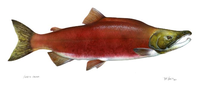 Sockeye Salmon-1