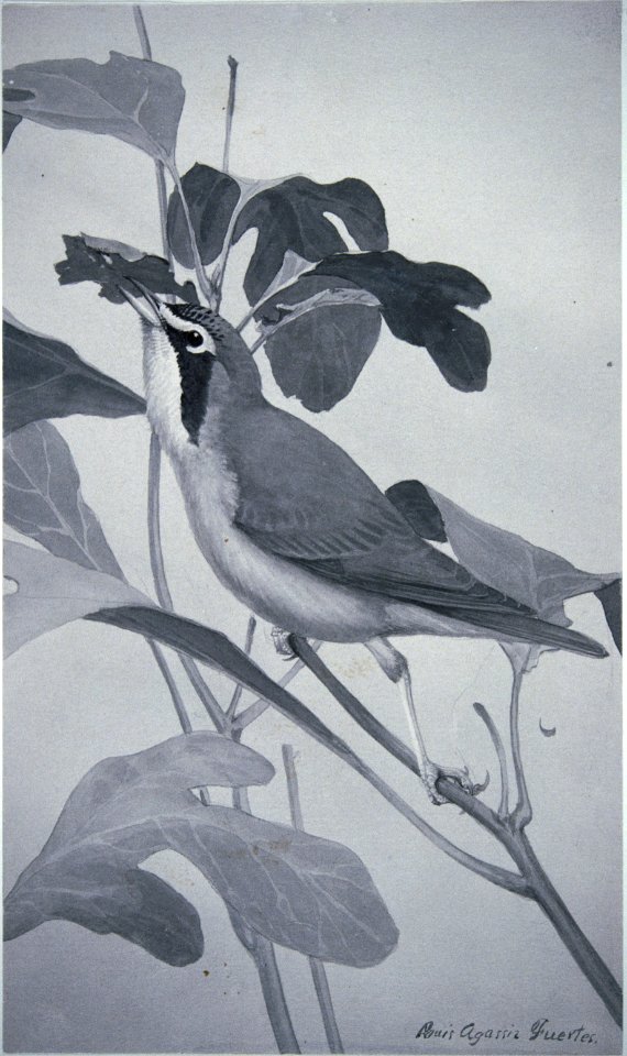 Kentucky Warbler