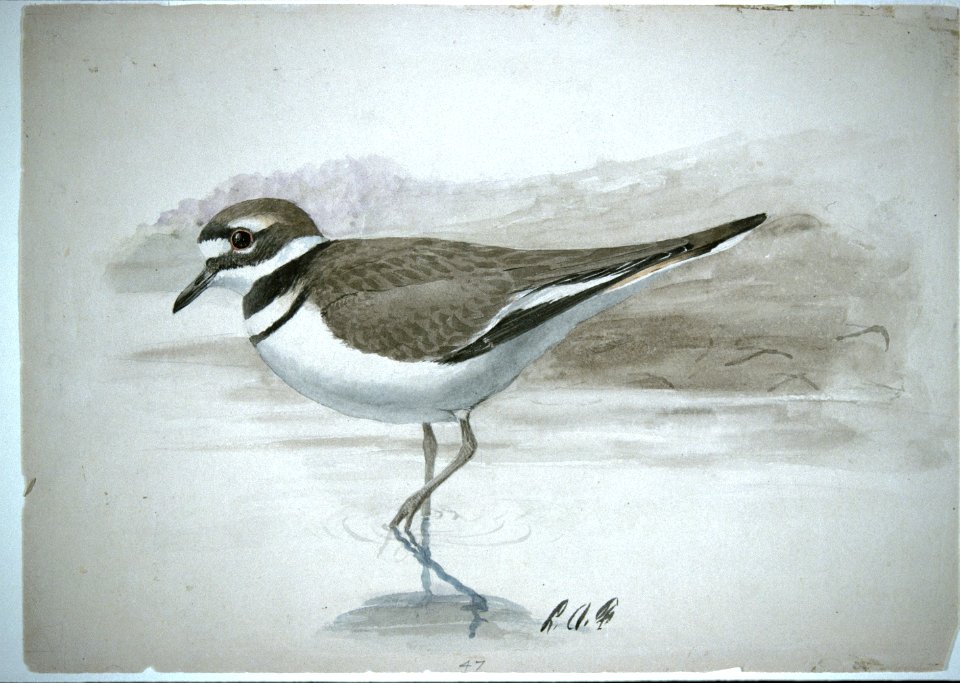 Killdeer-2