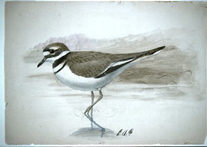 Killdeer-2