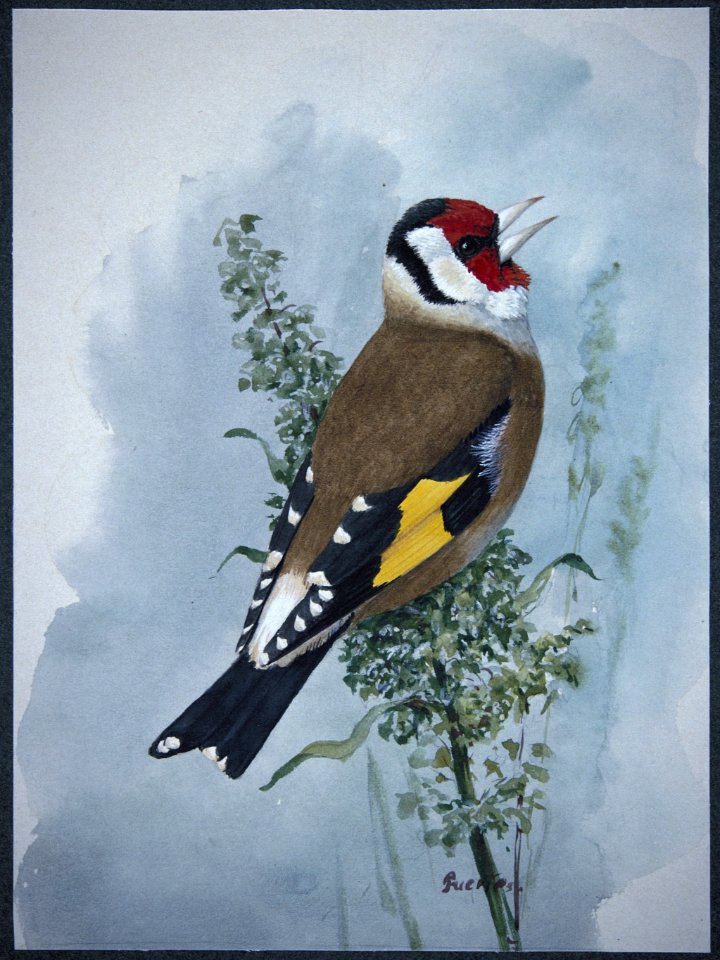 European Goldfinch
