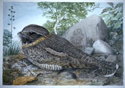 Antrostmus goldmami