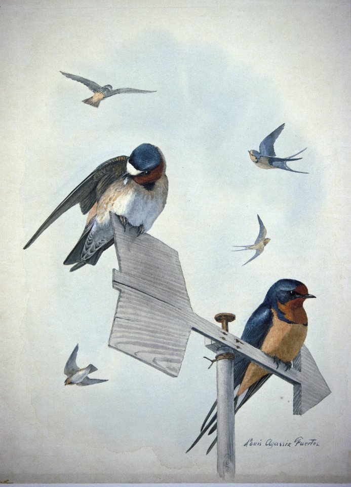 Swallows illustration