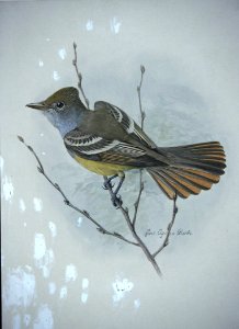 Crested Flycatcher