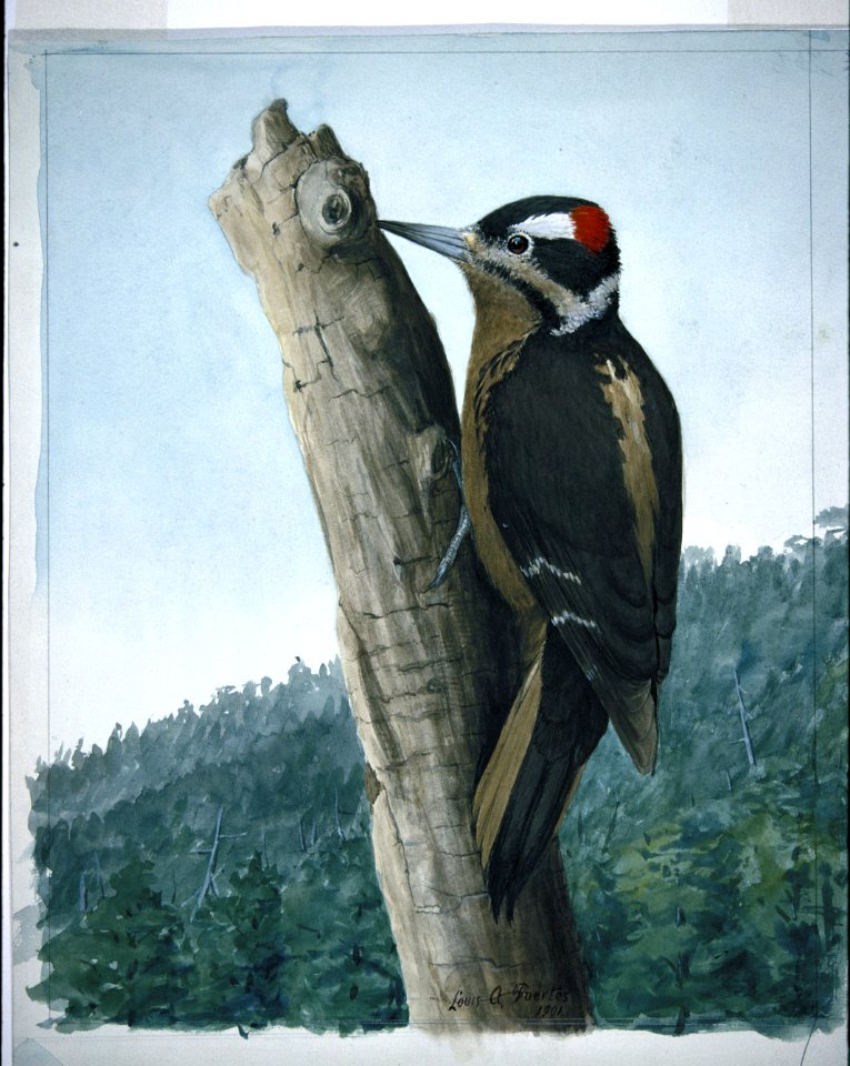 Hairy Woodpecker-2
