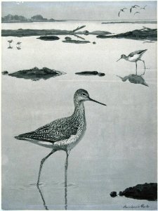 Greater Yellowlegs-2