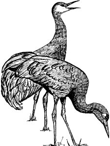 Sandhill Crane-6