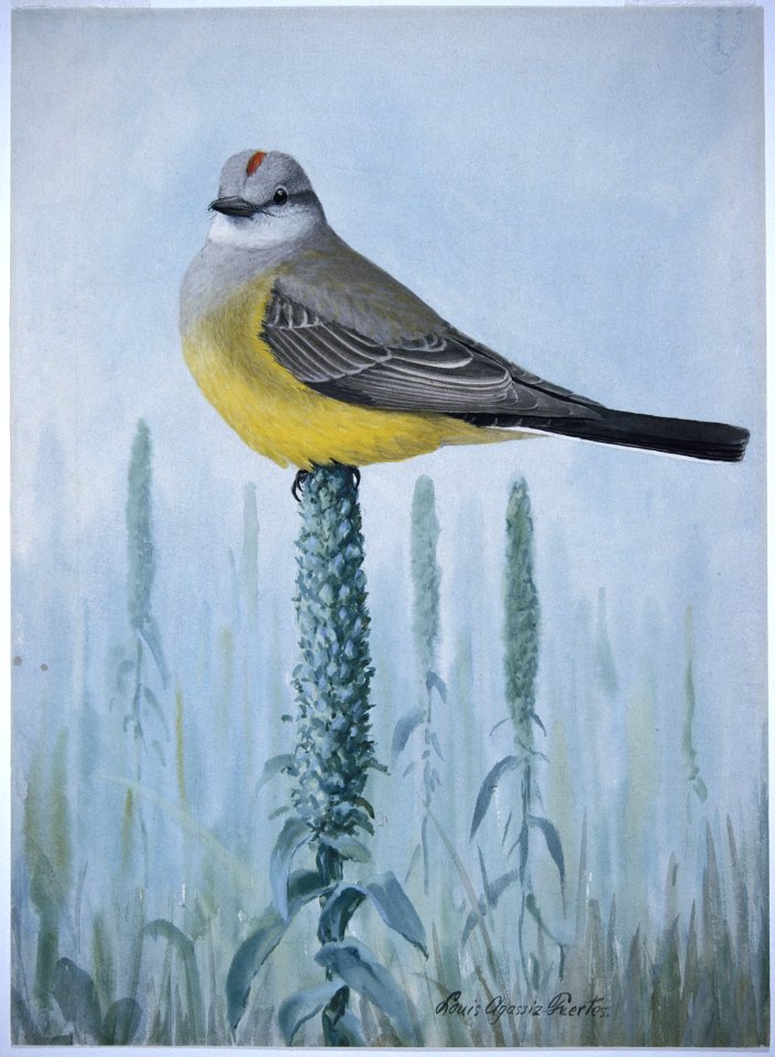 Western Kingbird-1