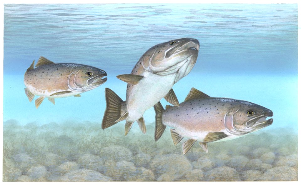 Atlantic Salmon-1