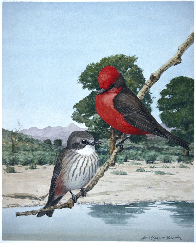 Vermilion Flycatcher