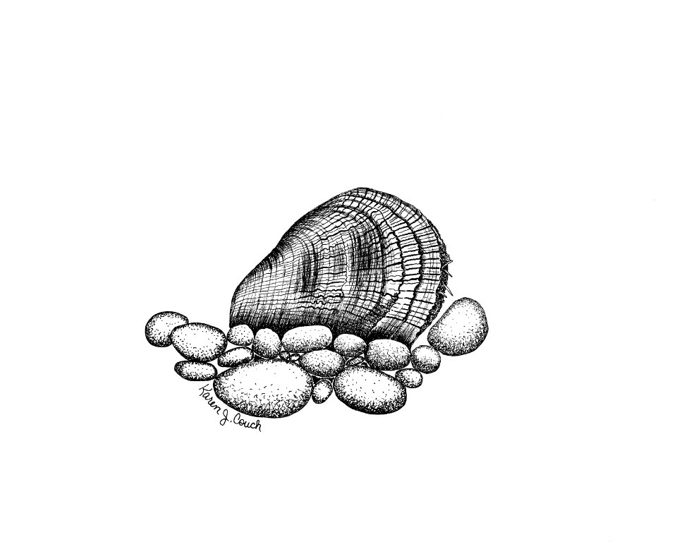 Oyster Mussel