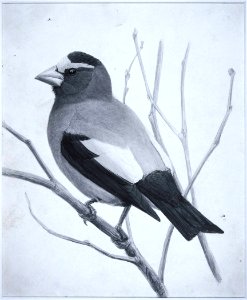 Evening Grosbeak-2