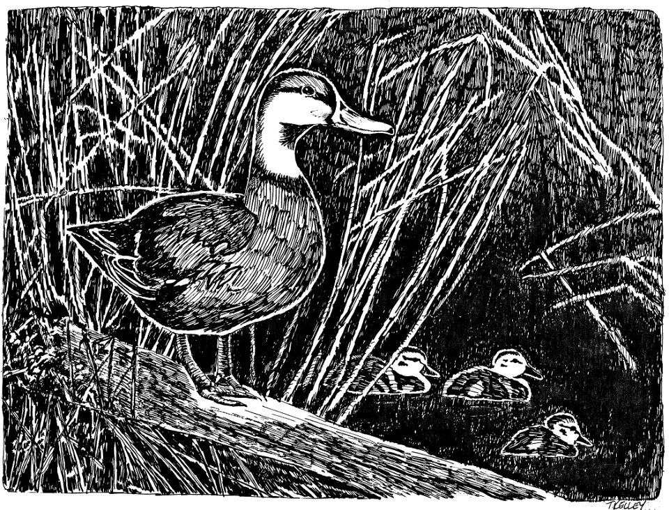 Hen Mallard and ducklings