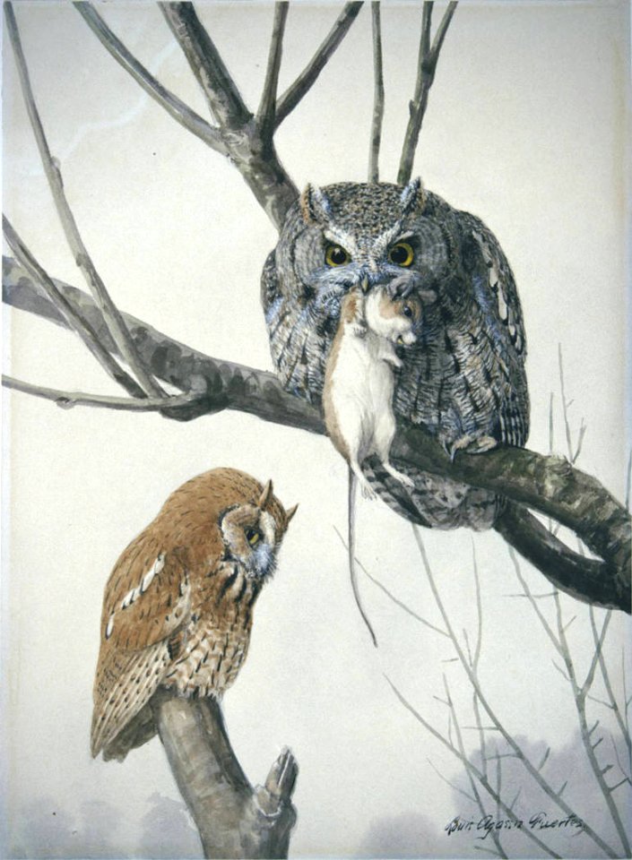 Eastern Screech-Owl