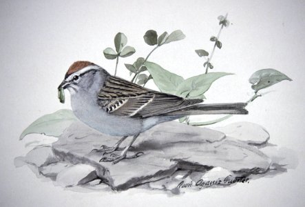 Chipping Sparrow-2