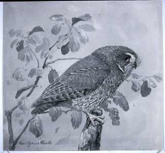 Puerto Rican Screech-Owl