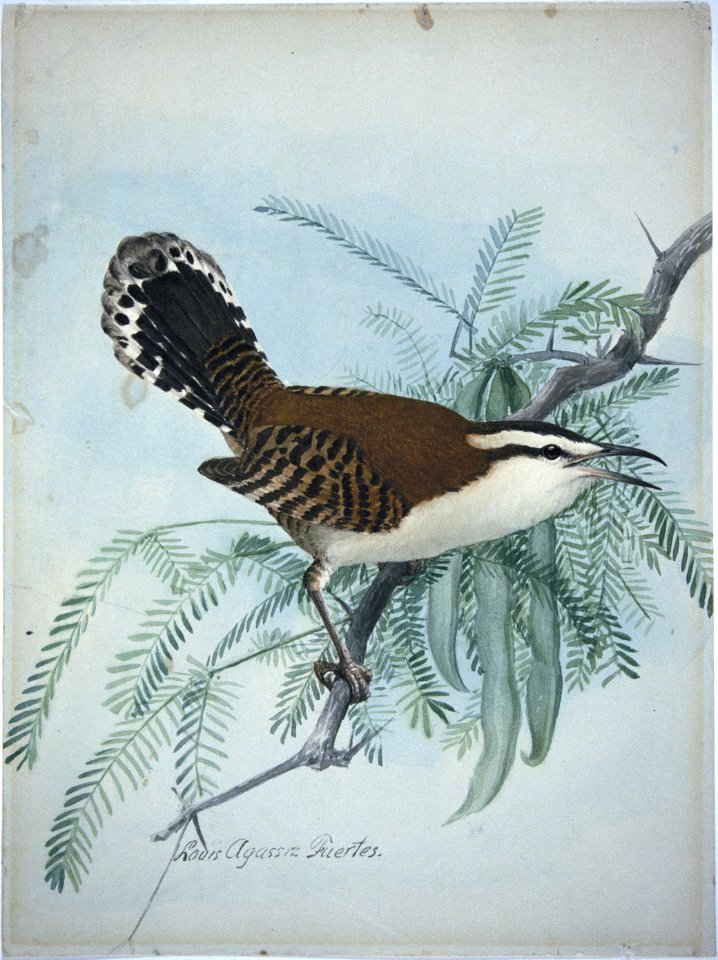 Rufous-naped Wren