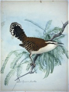 Rufous-naped Wren