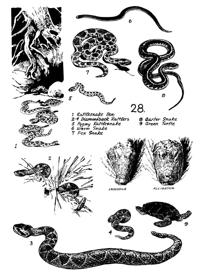 Reptiles 28