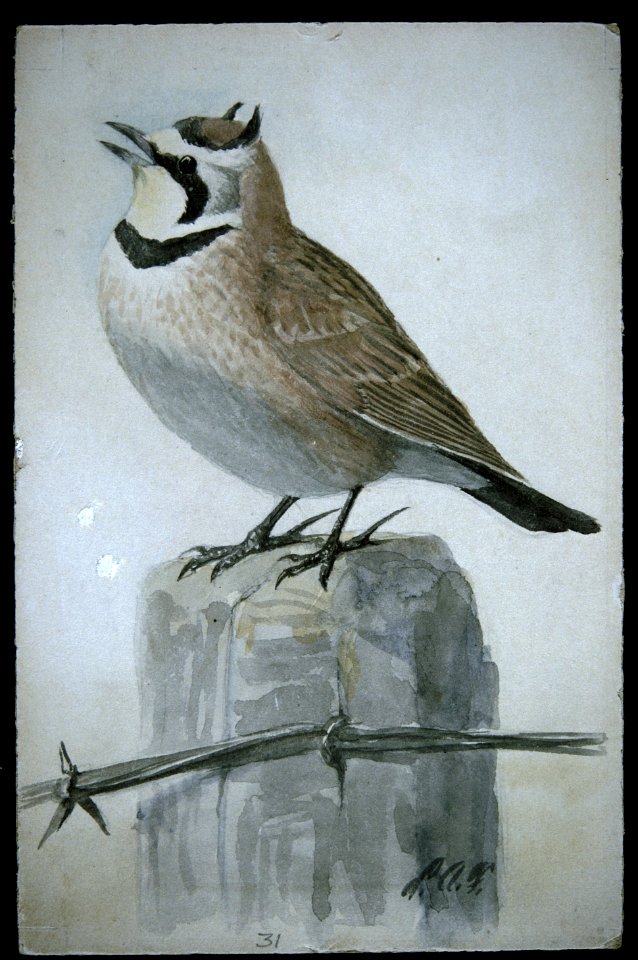 Horned Lark-4