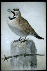 Horned Lark-4