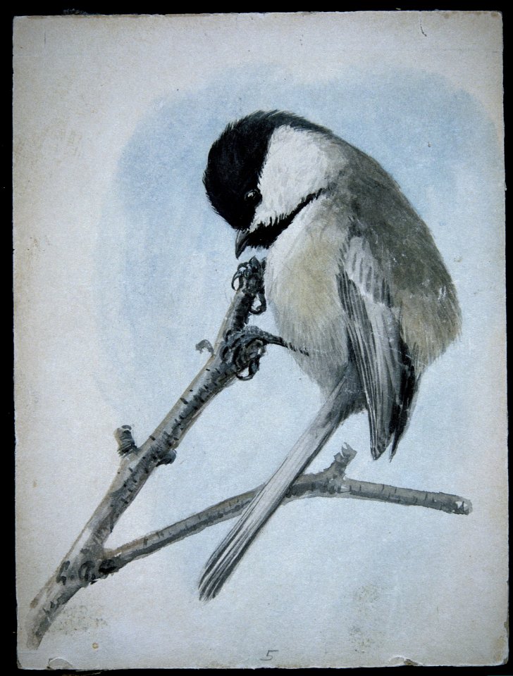 Black-capped Chickadee