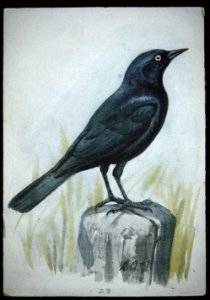 Brewer's Blackbird-2