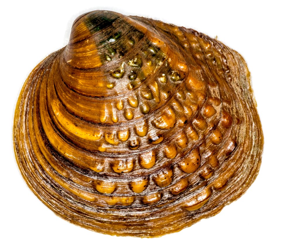 Left valve of the pimpleback showing the prominent growth rings and shell sculpture