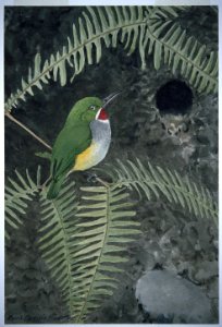 Puerto Rican Tody