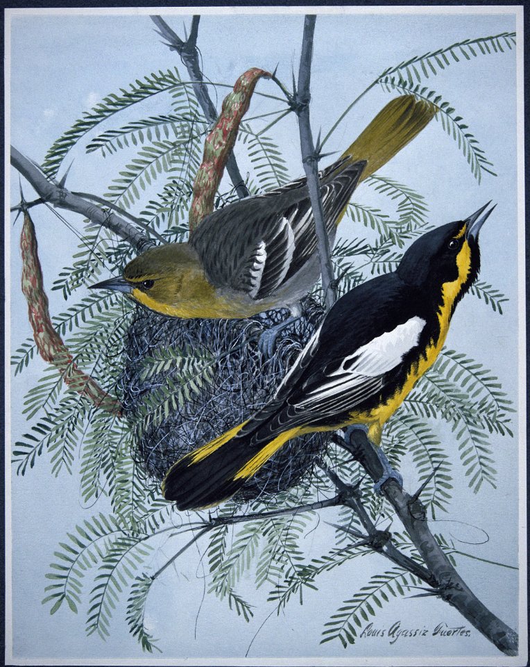 Bullock's Oriole-1