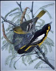 Bullock's Oriole-1