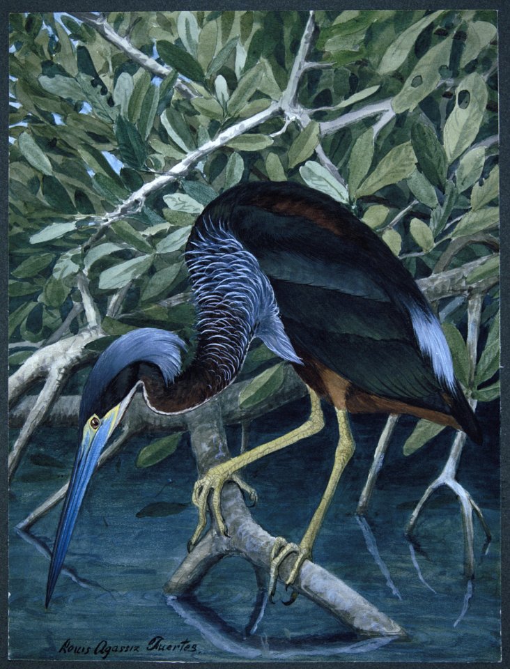 C-bellied Heron