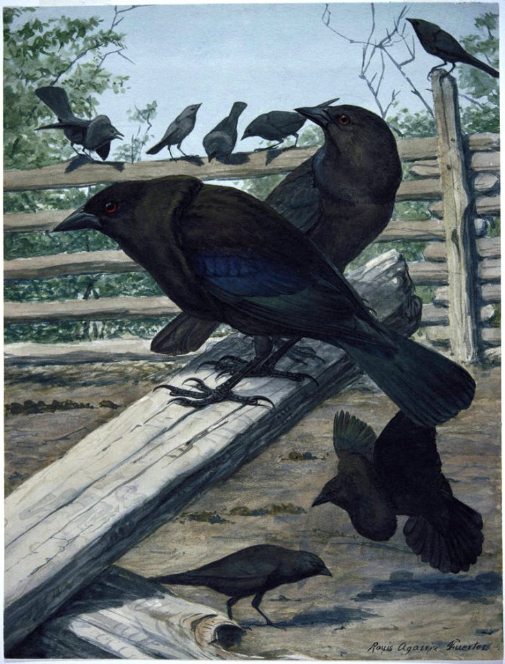 Bronzed Cowbird