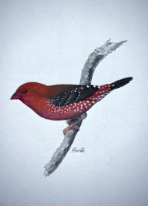 Strawberry Finch