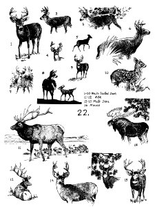 Mammals 