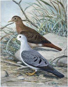 Blue Ground-Dove