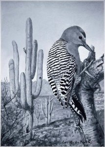 Gila Woodpecker