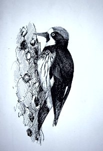Acorn Woodpecker-2