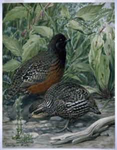 Northern Bobwhite-1
