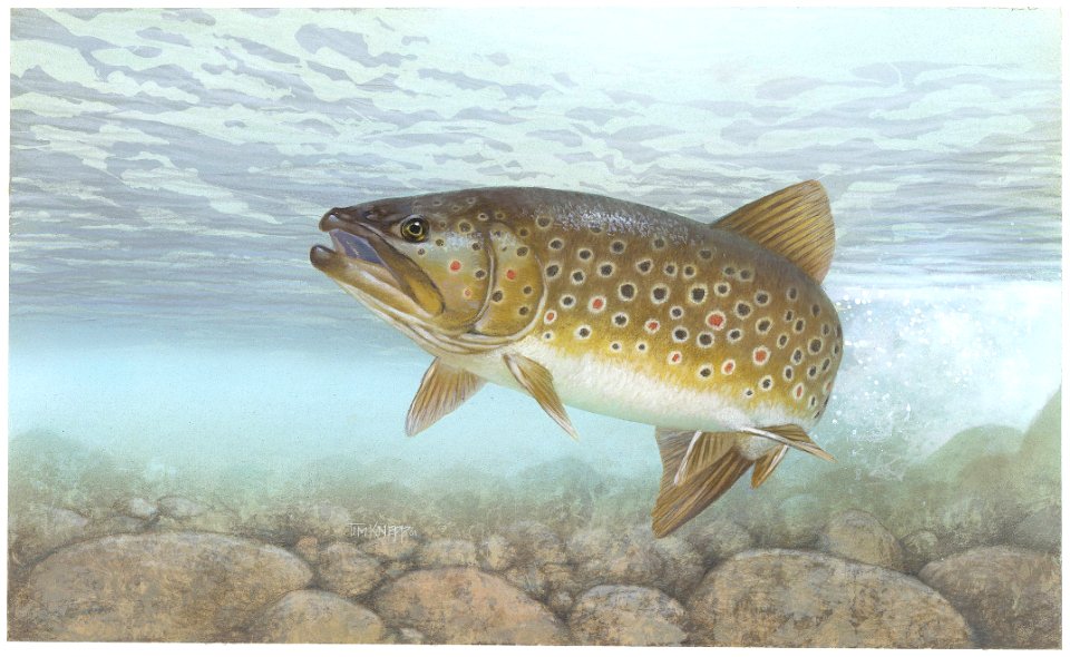 Trout, brown