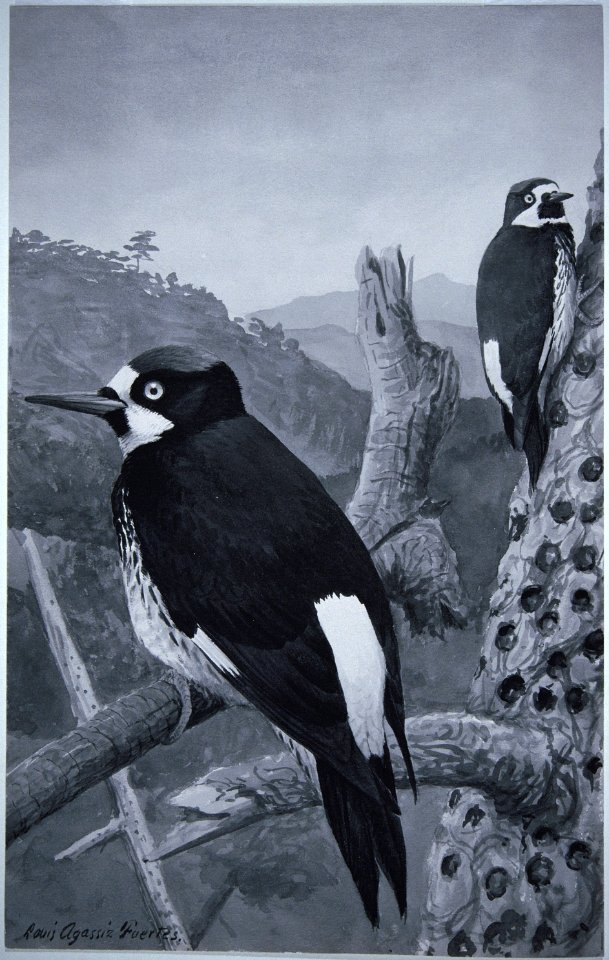Acorn Woodpecker-1