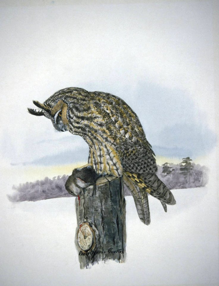 Long-eared Owl