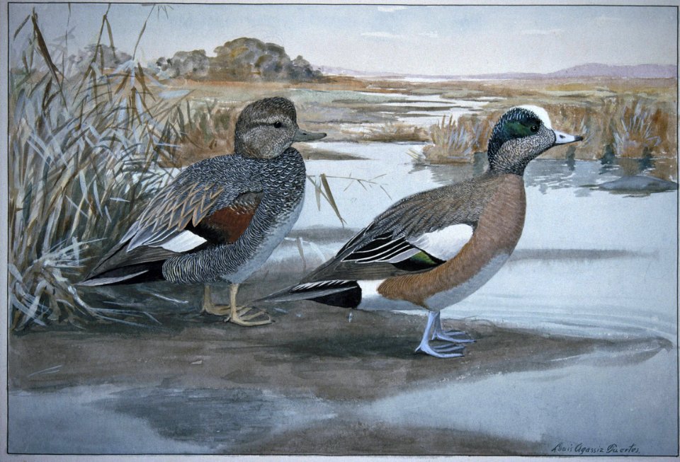 Gadwall American Wigeon