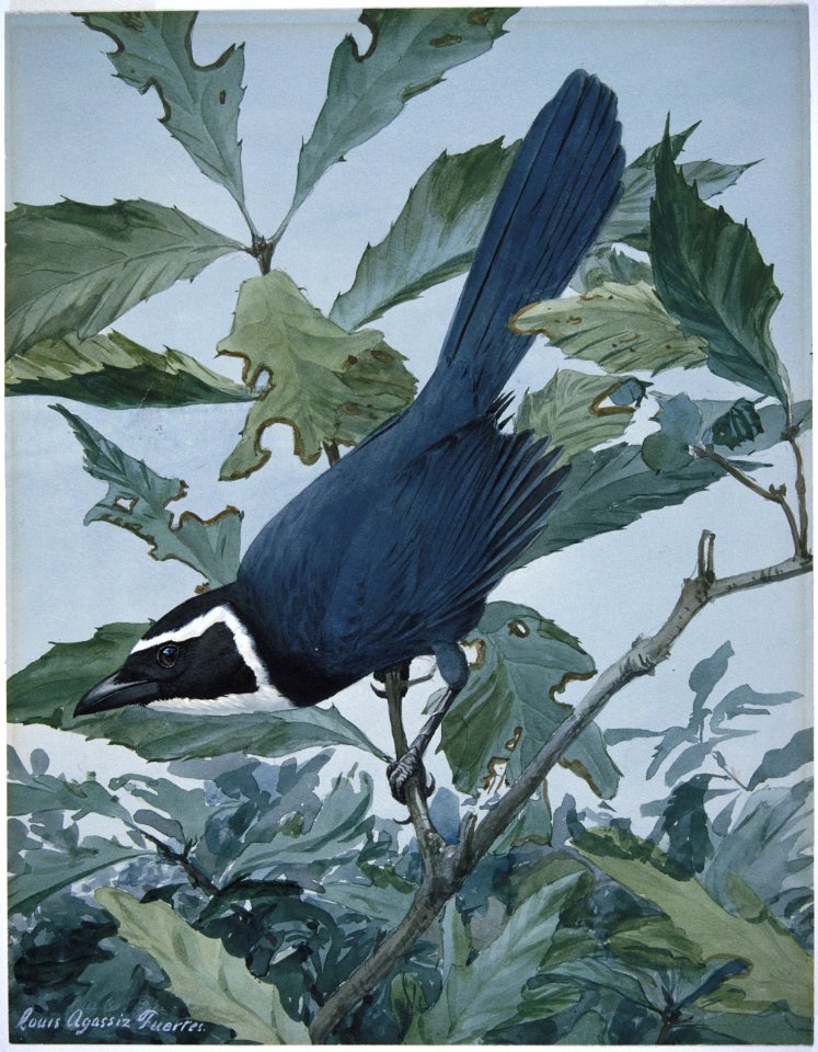 White-throated Jay